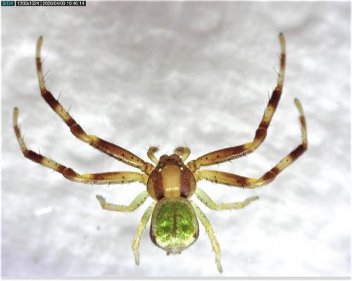 Réf. 252 707 : Ebrechtella tricuspidata